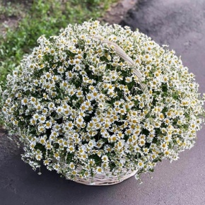 Композиция в корзине из 151 ромашки в Раменском