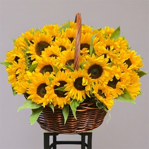Композиция в корзине из 51 подсолнуха в Раменском
