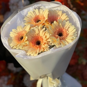 Букет из 5 персиковых гербер в Раменском