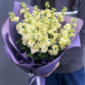 Букет из 15 лимонных маттиол в Раменском