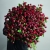 Монобукет из 75 кустовых роз Марун (70 см) в Раменском