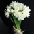 Букет из 25 нарциссов в Раменском